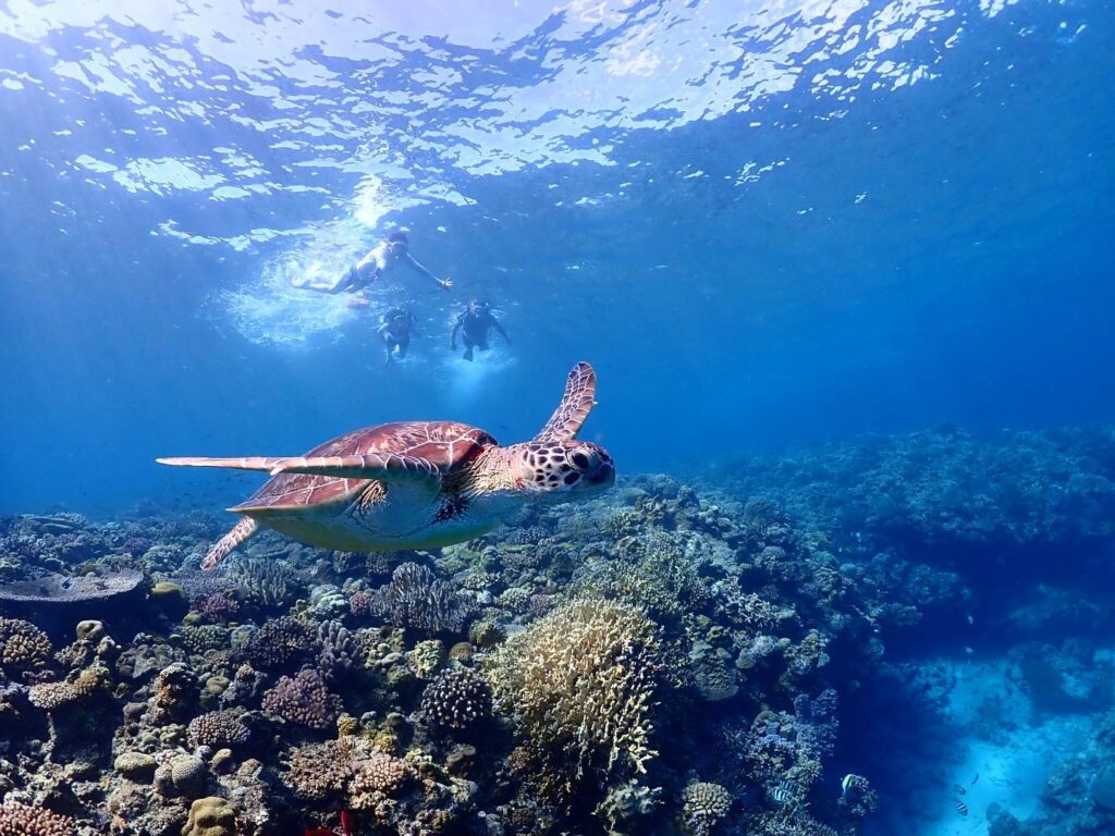 ウミガメと一緒に泳ごう！水納島でウミガメを見るにはツアーに参加がおすすめ！