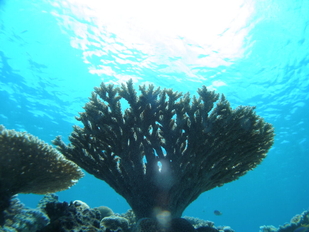 水納島の海でよく見れる生き物サンゴ