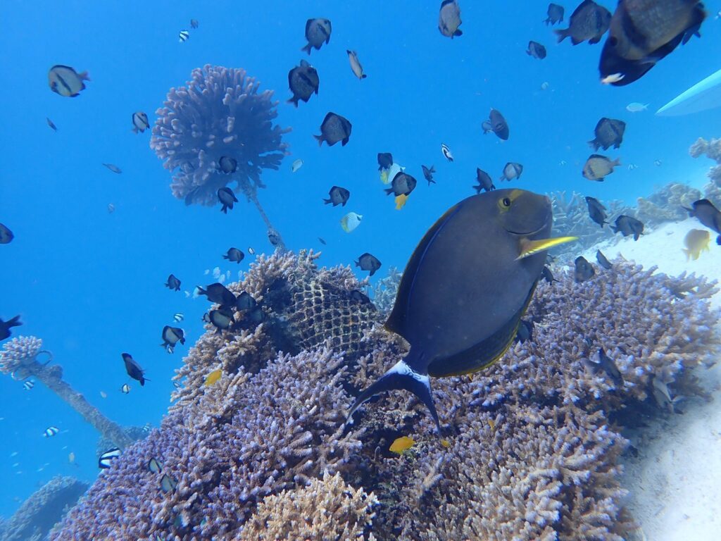 水納島の海でよく見れる生き物熱帯魚