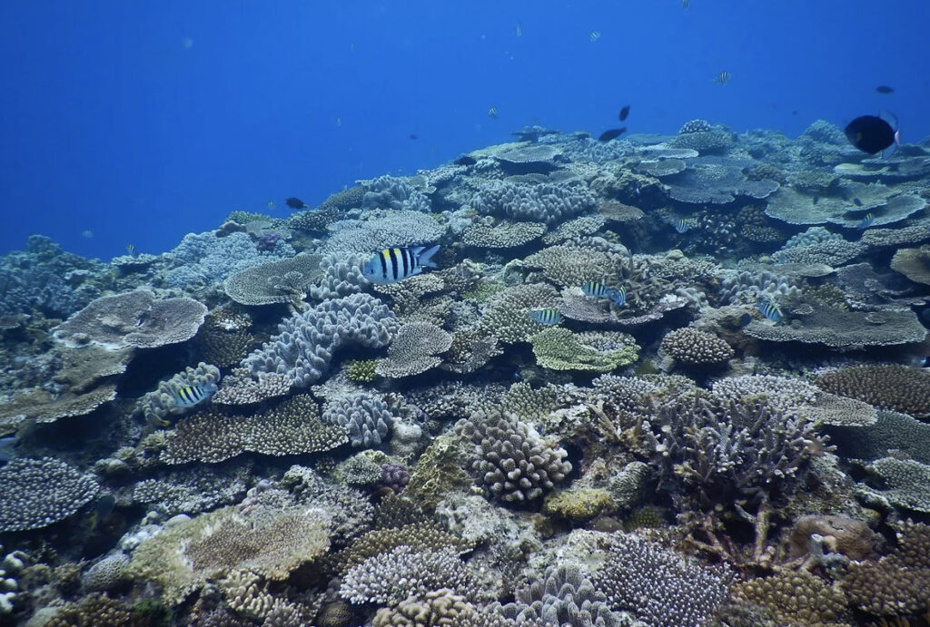 水納島の海でよく見れる生き物サンゴ