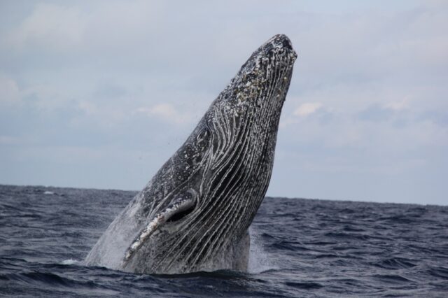 沖縄で見られるクジラ