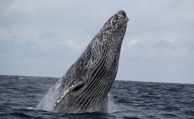 沖縄で見られるクジラ