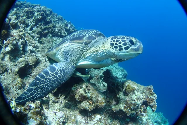 海龟 休闲潜水