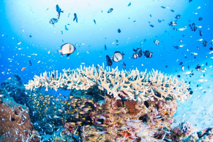 水納島の透明度抜群の海で見られるサンゴ礁とカラフルな熱帯魚の群れ