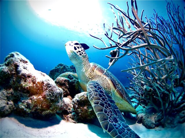 水納島　瀬底島　ダイビング