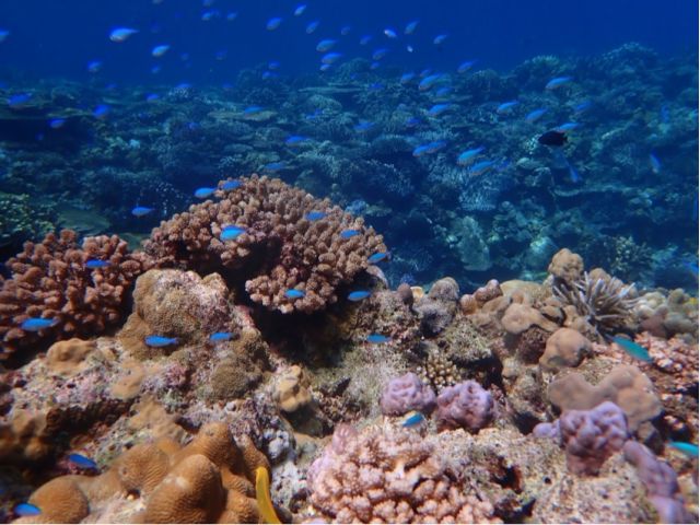 【沖縄本島北部・水納島/半日】冬季限定☆水納島ボートシュノーケリング+プチ上陸ツアー/少人数制だから混まない♪《器材レンタル＆写真データ無料》（No.645）