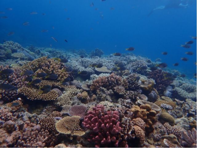 【沖縄本島北部・水納島/半日】冬季限定☆水納島ボートシュノーケリング+プチ上陸ツアー/少人数制だから混まない♪《器材レンタル＆写真データ無料》（No.645）