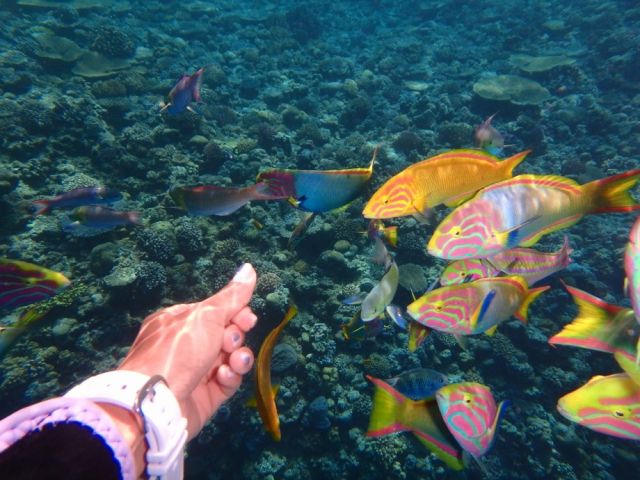 【沖縄本島北部・水納島/半日】冬季限定☆水納島ボートシュノーケリング+プチ上陸ツアー/少人数制だから混まない♪《器材レンタル＆写真データ無料》（No.645）