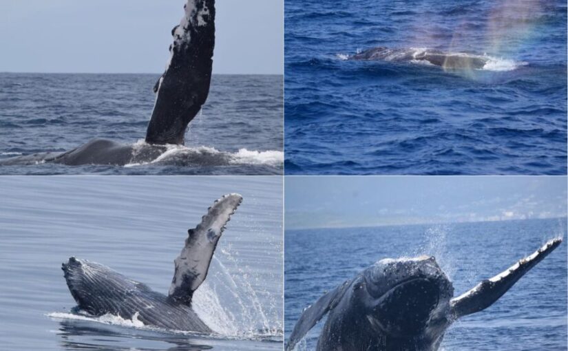 【沖縄北部発/半日/冬季限定】99%の遭遇率☆ホエールウォッチングツアー/1月～3月しかみれない圧巻パフォーマンス《0歳から参加OK・写真データ付き》（No.646）