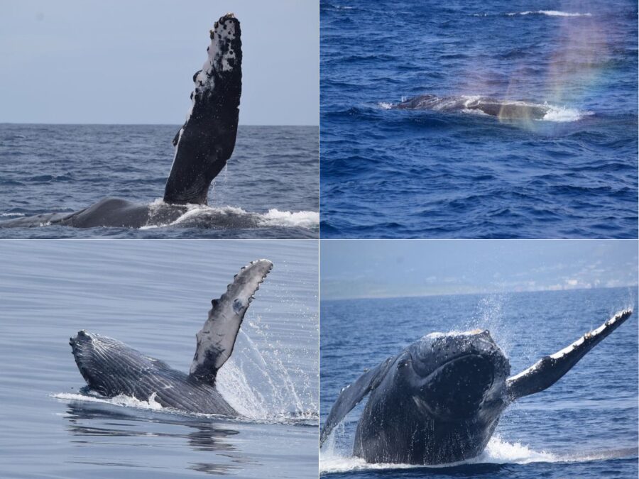 【沖縄北部発/半日/冬季限定】99%の遭遇率☆ホエールウォッチングツアー♪期間限定の圧巻パフォーマンス《0歳から参加OK・写真データ付き》（No.646）