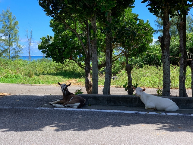 多良間島　ヤギ