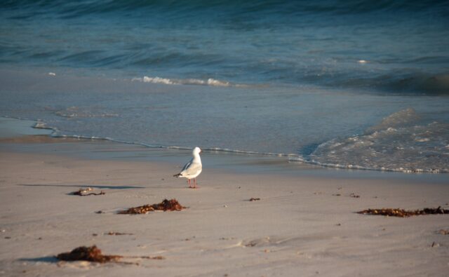 水納島 カモメ岩のビーチ
