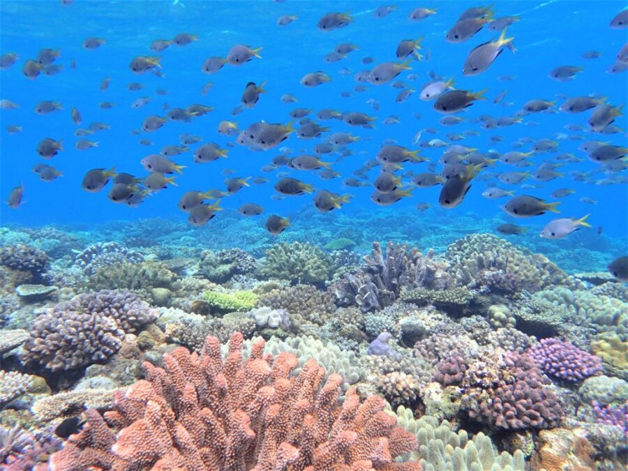 【北部発・冬季限定】冬の海の透明度に感動！水納島ボートシュノーケリング半日コース《水納島プチ陸上＆写真サービス付》充実設備で寒さ対策心配不要☆（No.618）