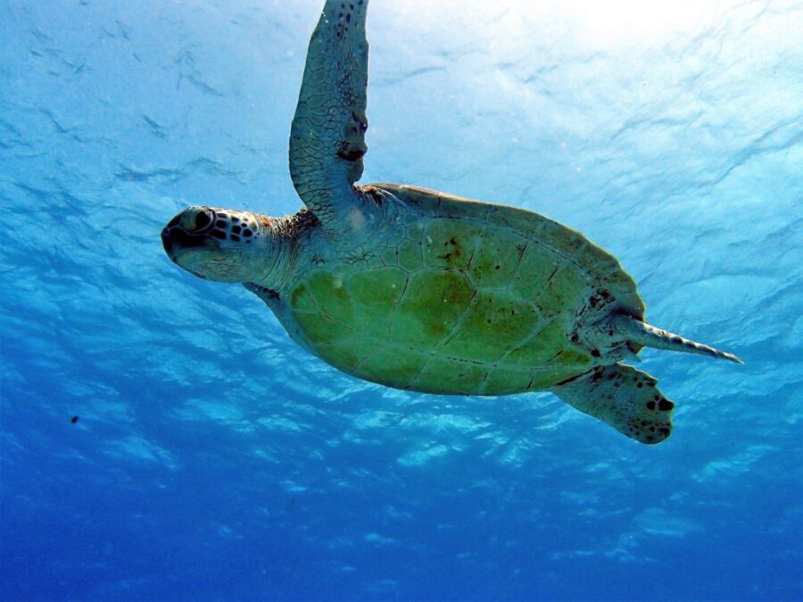 水納島、体験ダイビング、ウミガメ