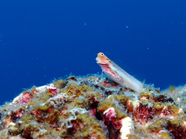 驚くほど美しい水納島の海！サンゴ礁が作り出すエメラルドグリーンの海の魅力