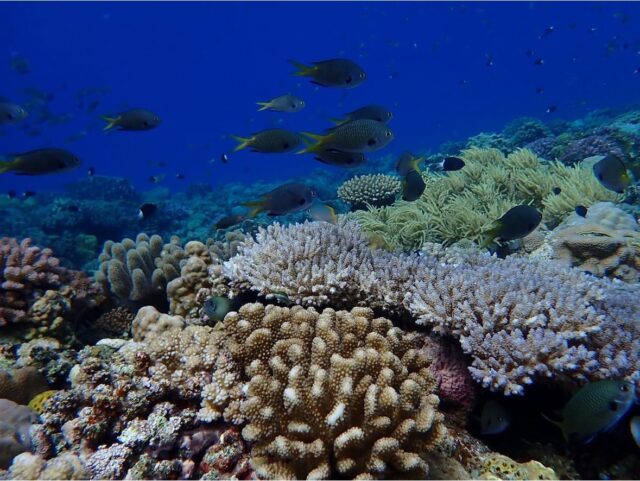 水納島、海水浴、ボートシュノーケリング