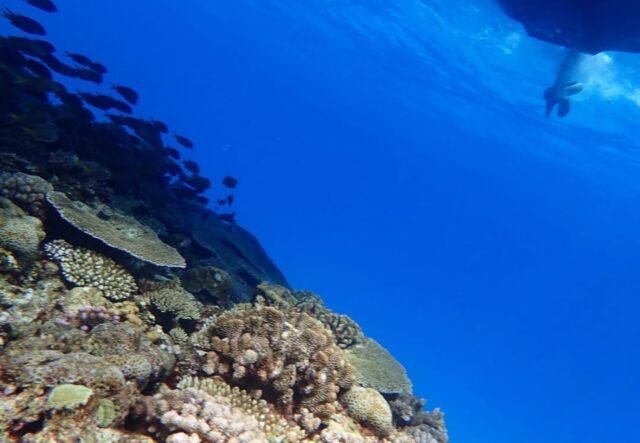 水納島、ダイビング、海水浴