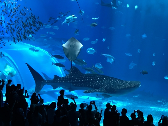 美ら海水族館