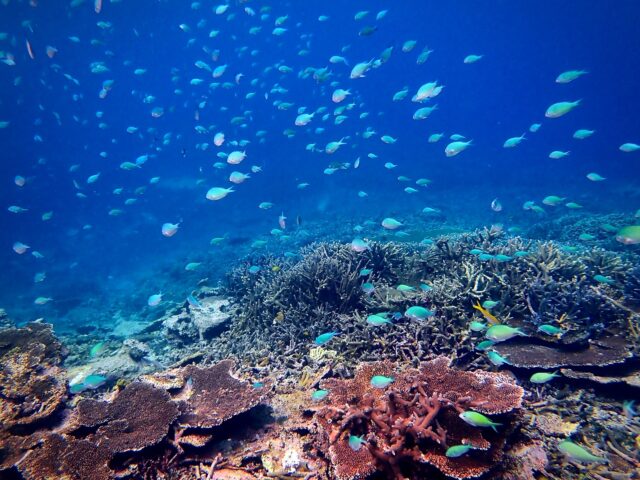 瀬底島でウミガメに会える！シュノーケリングツアーと遭遇率・ベストシーズン徹底解説
