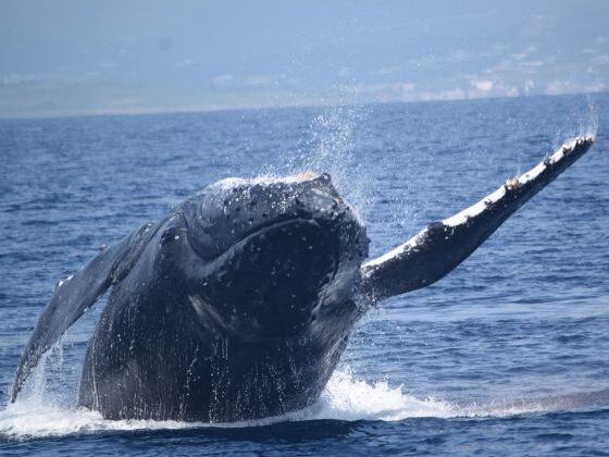 【沖縄北部発/半日】冬季限定！ホエールウォッチングツアー★99％の確率で出会えるザトウクジラ《美ら海水族館チケット付き＆0歳から参加OK》（No.644）