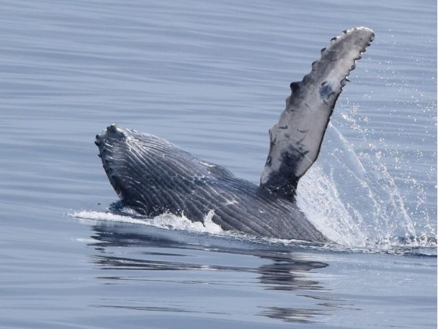 【沖縄北部発/半日】冬季限定！ホエールウォッチングツアー★99％の確率で出会えるザトウクジラ《美ら海水族館チケット付き＆0歳から参加OK》（No.644）