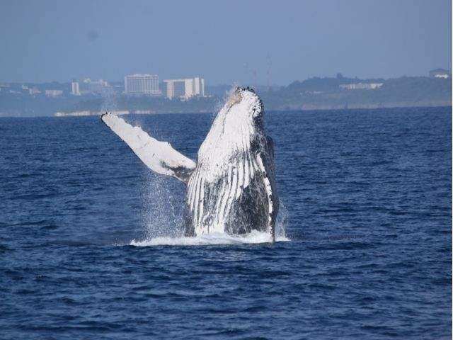 【沖縄北部発/半日】冬季限定！ホエールウォッチングツアー★99％の確率で出会えるザトウクジラ《美ら海水族館チケット付き＆0歳から参加OK》（No.644）