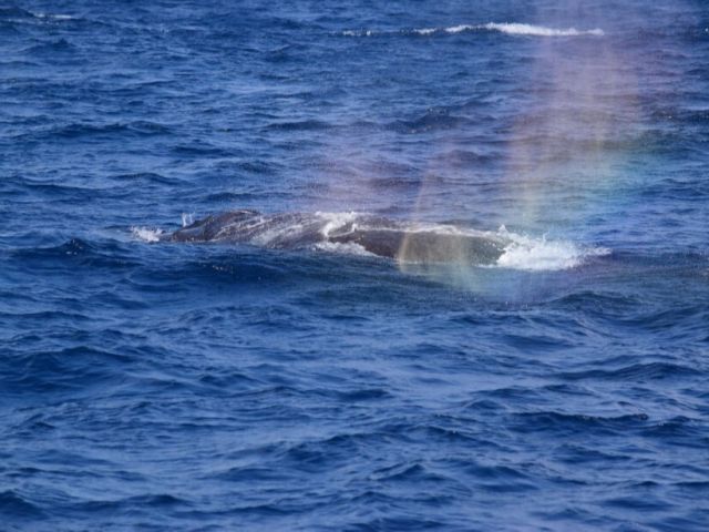 【沖縄北部発/半日】冬季限定！ホエールウォッチングツアー★99％の確率で出会えるザトウクジラ《美ら海水族館チケット付き＆0歳から参加OK》（No.644）