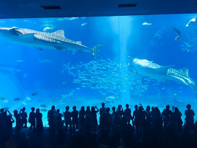 【沖縄北部発/半日】冬季限定！ホエールウォッチングツアー★99％の確率で出会えるザトウクジラ《美ら海水族館チケット付き＆0歳から参加OK》（No.644）