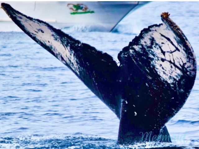 【沖縄北部発/半日】冬季限定！ホエールウォッチングツアー★99％の確率で出会えるザトウクジラ《美ら海水族館チケット付き＆0歳から参加OK》（No.644）