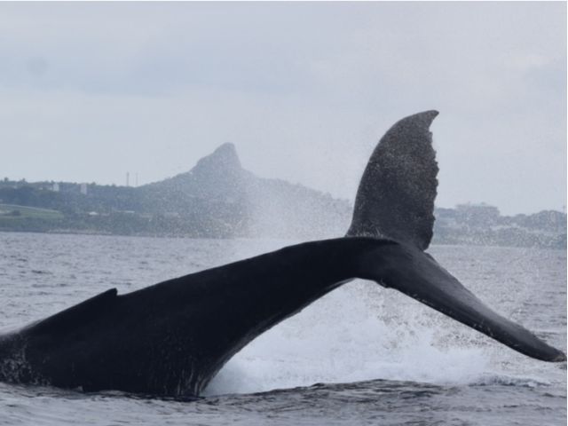 【沖縄北部発/半日】冬季限定！ホエールウォッチングツアー★99％の確率で出会えるザトウクジラ《美ら海水族館チケット付き＆0歳から参加OK》（No.644）