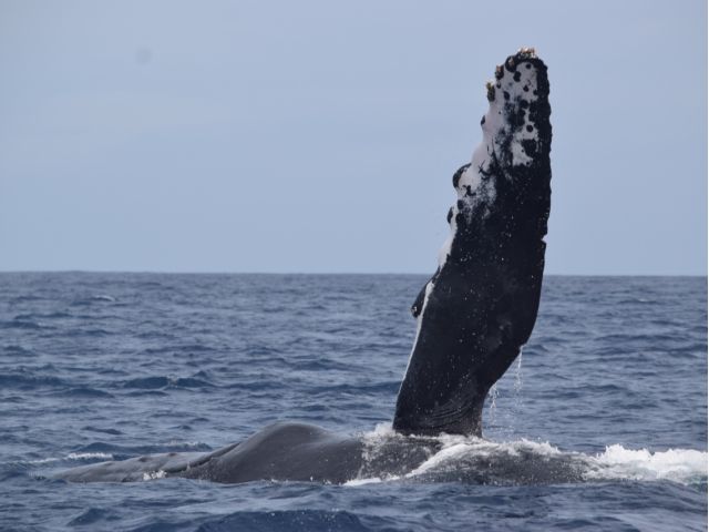 【沖縄北部発/半日】冬季限定！ホエールウォッチングツアー★99％の確率で出会えるザトウクジラ《美ら海水族館チケット付き＆0歳から参加OK》（No.644）