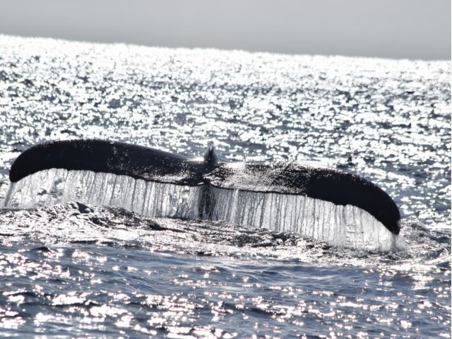 【沖縄北部発/半日】冬季限定！ホエールウォッチングツアー★99％の確率で出会えるザトウクジラ《美ら海水族館チケット付き＆0歳から参加OK》（No.644）