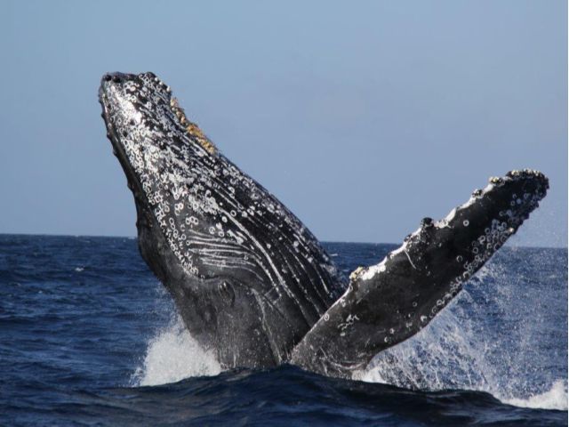 【沖縄北部発/半日】冬季限定！ホエールウォッチングツアー★99％の確率で出会えるザトウクジラ《美ら海水族館チケット付き＆0歳から参加OK》（No.644）