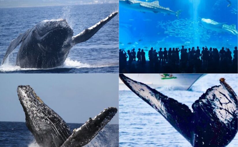 【沖縄北部発/半日】冬季限定！ホエールウォッチングツアー★99％の確率で出会えるザトウクジラ《美ら海水族館チケット付き＆0歳から参加OK》（No.644）