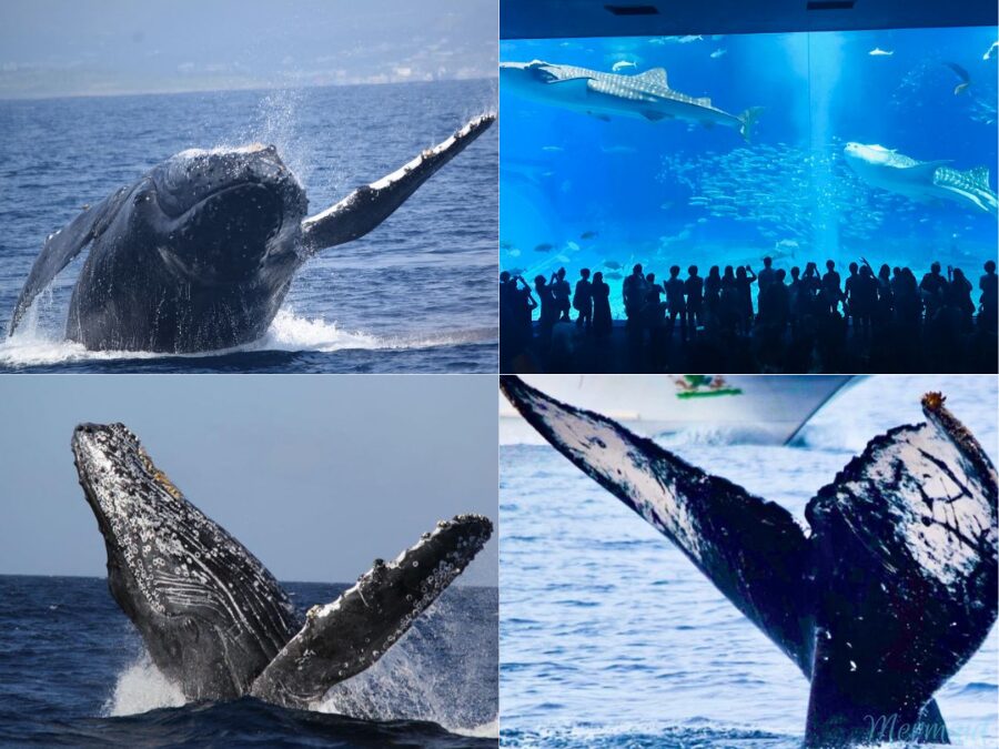 【沖縄北部発/半日】冬季限定！ホエールウォッチングツアー★99％の確率で出会えるザトウクジラ《美ら海水族館チケット付き＆0歳から参加OK》（No.644）