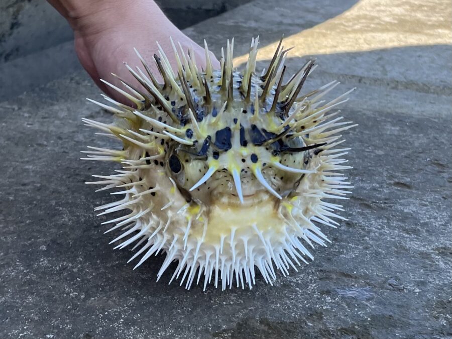 沖縄　釣り