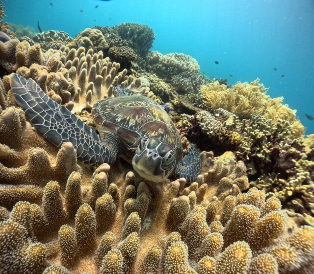 水納島の豊かな珊瑚礁の上でリラックスしているウミガメの近接写真。ダイビング中のシャッターチャンス。