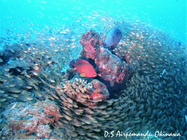 水納島のダイビングスポットで見られる、キンギョハナダイやスカシテンジクダイの大群。