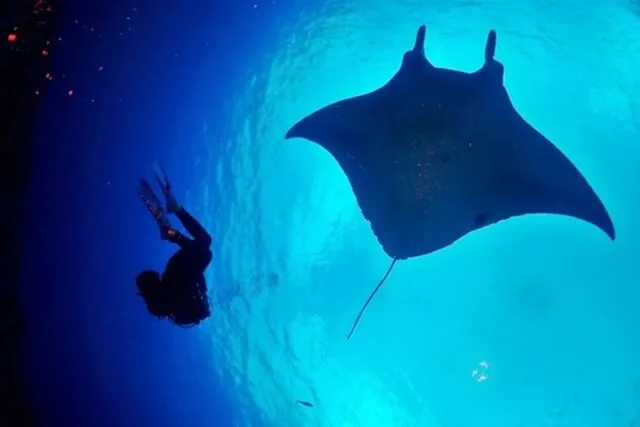 水納島近海でのダイビングで見る、巨大なマンタが頭上を通り過ぎる大迫力の光景。