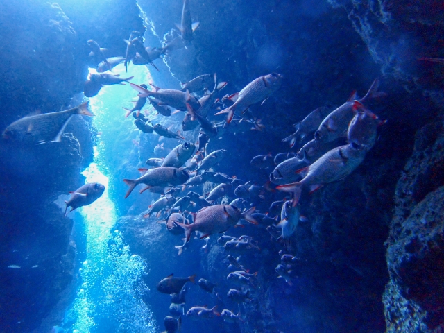 瀬底島 ダイビング 熱帯魚