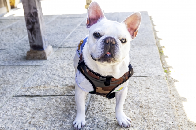 犬 ペット ペット同伴