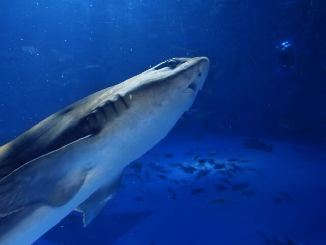 鲨鱼